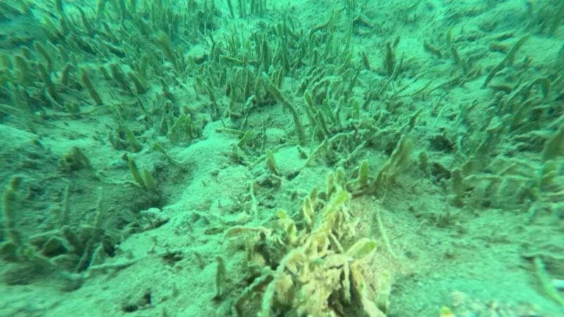 Invasive seaweed caulerpa found in new location in Bay of Islands Image