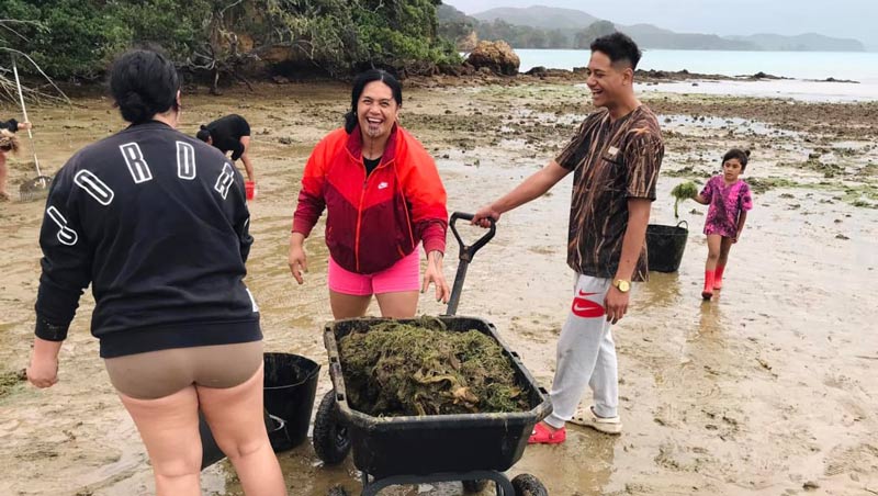 Volunteers remove hundreds of tonnes of highly invasive seaweed pest after Cyclone Tam Image