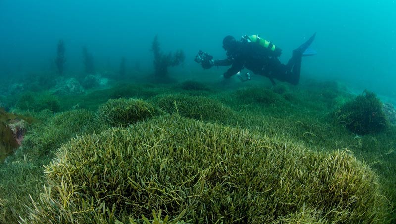Caulerpa threat: boaties urged to help stop the spread this summer Image