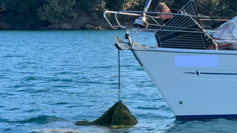 Boaties' guide to the exotic caulerpa rules in Auckland Image