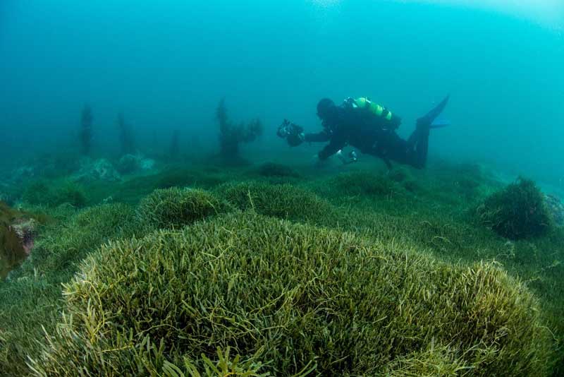 What does Caulerpa look like?