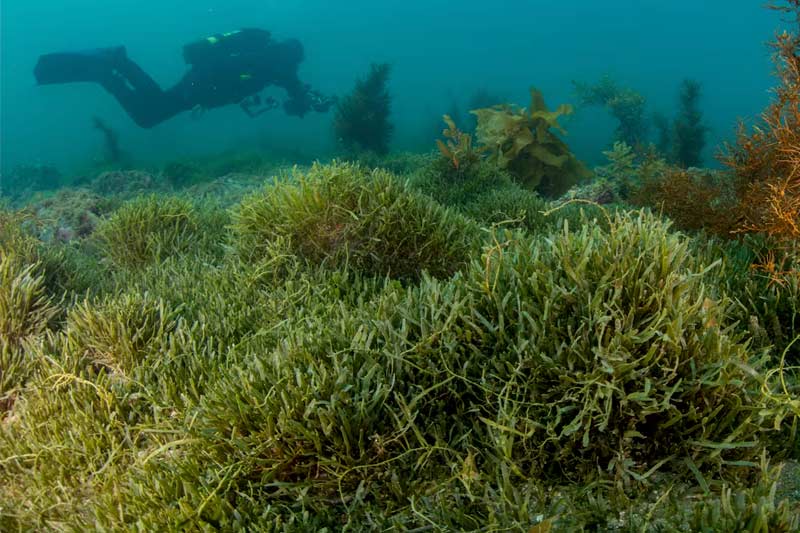 Exotic caulerpa outbreak in the Bay of Islands